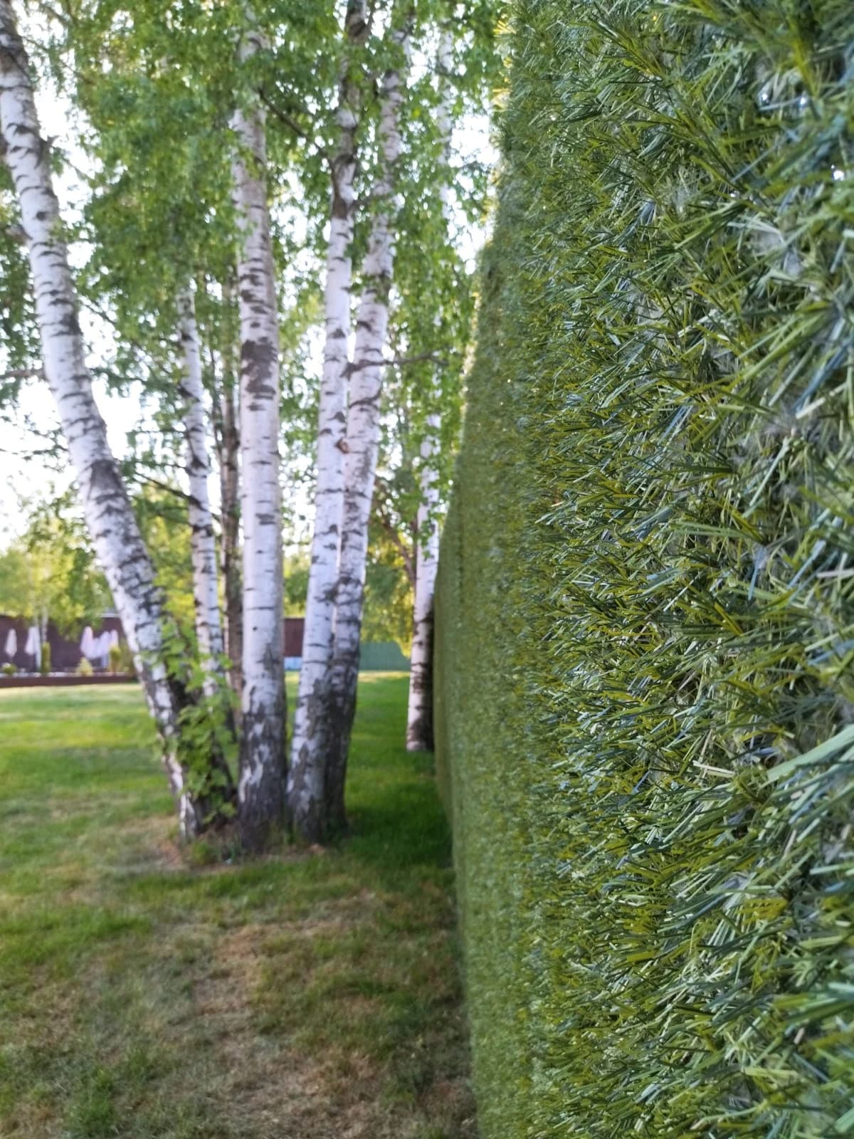 Калифорнийская изгородь на объекте — фото 14